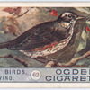 Redwing.