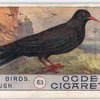 Chough.