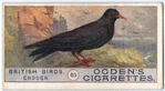 Chough.