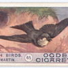 Sand martin.