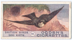 Sand martin.