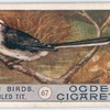 Long-tailed tit.