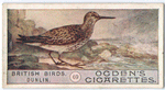 Dunlin.