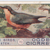 Nuthatch.