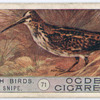 Jack snipe.