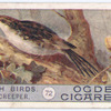 Tree creeper.