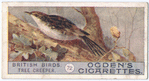 Tree creeper.