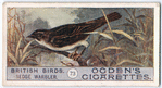 Sedge warbler.