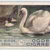 Wild swan.