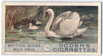 Wild swan.