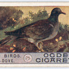 Stock-dove.