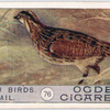 Quail.