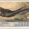 Swift.