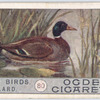 Mallard.