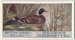 Mallard.