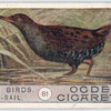 Water-rail.