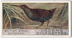 Water-rail.