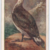 Gannet.