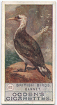Gannet.