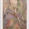 Greenland falcon.