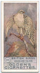 Greenland falcon.