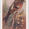 Brambling.