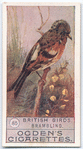 Brambling.
