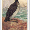 Great northern diver.