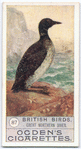 Great northern diver.
