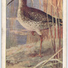 Common redshank.