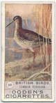 Common redshank.