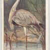 Heron.