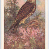Merlin.