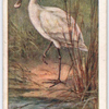 Spoonbill.