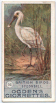 Spoonbill.