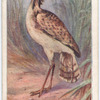 Little bustard.