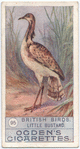 Little bustard.