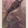 Great titmouse.