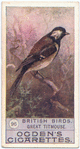 Great titmouse.