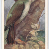 Green woodpecker.