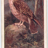 Buzzard.