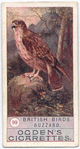 Buzzard.