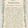 Woodcock.