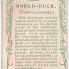 Sheld-duck.