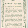 Storm-petrel.