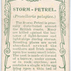 Storm-petrel.