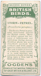 Storm-petrel.