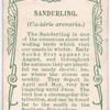 Sanderling.