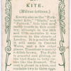 Kite.