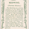 Redwing.